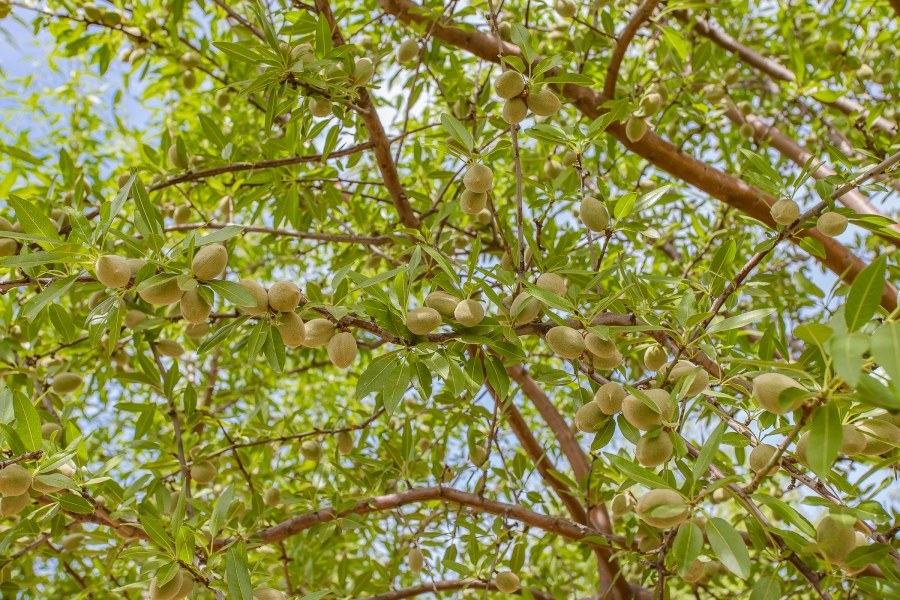 4 Bedroom Property for Sale in Paarl Rural Western Cape